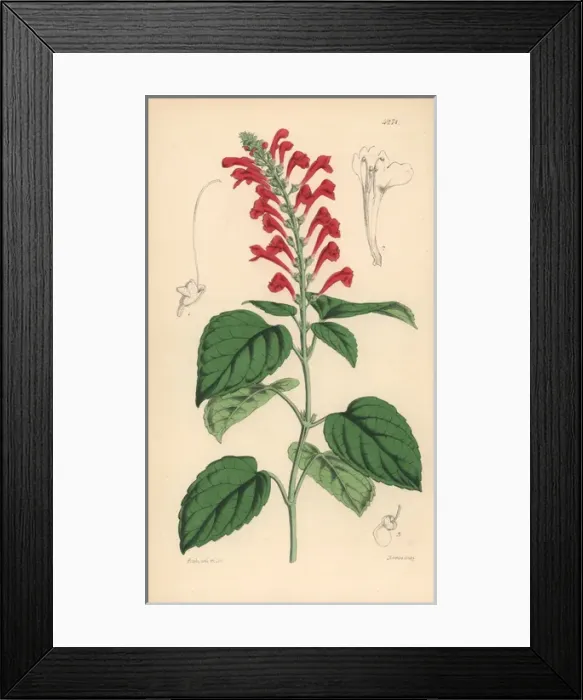Framed Print : Ventenats skull-cap, Scutellaria ventenatii