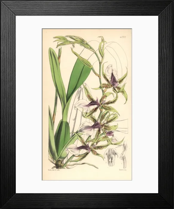 Framed Print : Halberd-lipped odontoglossum orchid, Odontoglossum Framed Print : Halberd-lipped odontoglossum orchid, Odontoglossum