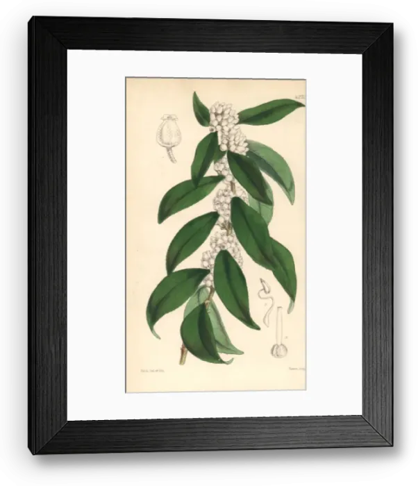Framed Print : Jamaica staggerbush, Lyonia jamaicensis Framed Print : Jamaica staggerbush, Lyonia jamaicensis