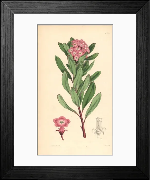 Framed Print : Organ mountains escallonia, Escallonia organensis Framed Print : Organ mountains escallonia, Escallonia organensis