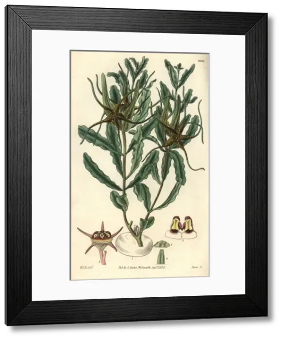 Framed Print : Waved-leaved brachystelma, Brachystelma crispum Framed Print : Waved-leaved brachystelma, Brachystelma crispum