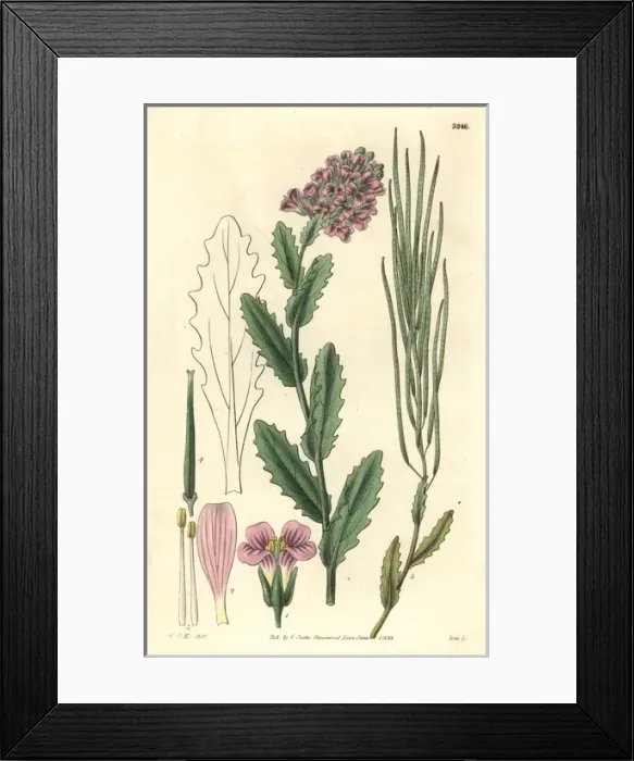 Framed Print : Rose-coloured rock-cress, Arabis rosea Framed Print : Rose-coloured rock-cress, Arabis rosea