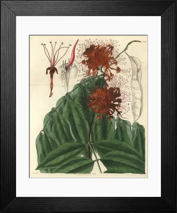Framed Print : Fragrant jonesia or ashoka tree, Jonesia asoca Framed Print : Fragrant jonesia or ashoka tree, Jonesia asoca