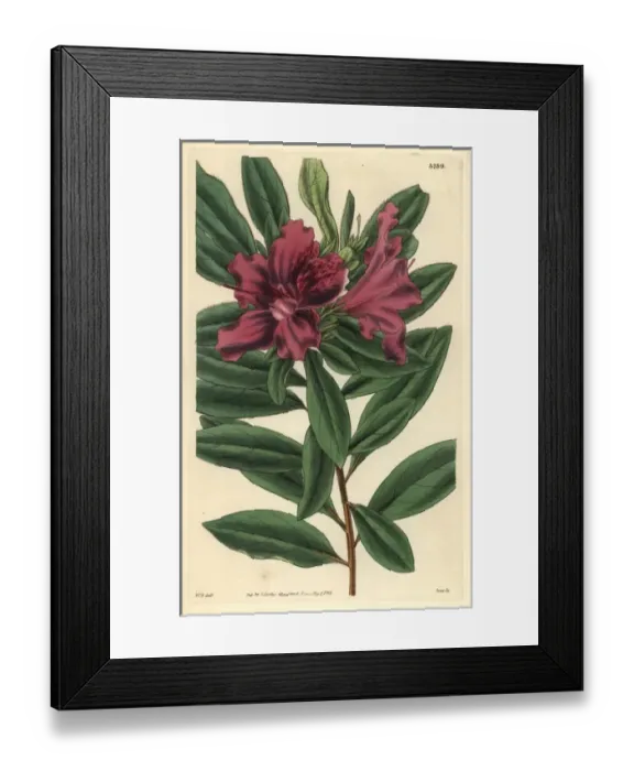 Framed Print : Purple-flowered fragrant Indian azalea, Azalea Framed Print : Purple-flowered fragrant Indian azalea, Azalea