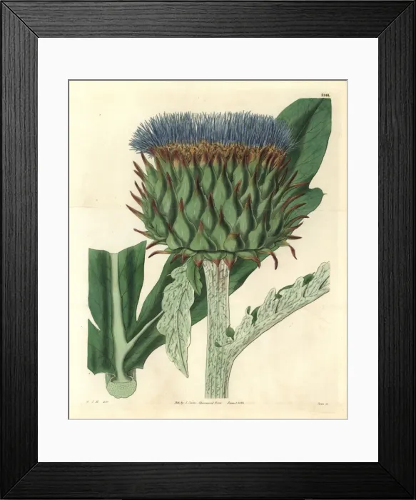 Framed Print : Common cardoon, Cynara cardunculus var Framed Print : Common cardoon, Cynara cardunculus var