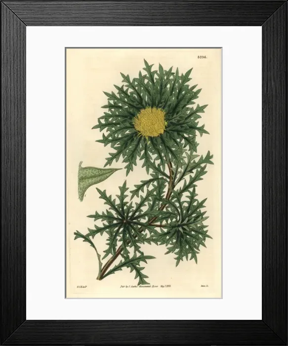 Framed Print : Sharp-pointed or prickly dryandra, Banksia armata Framed Print : Sharp-pointed or prickly dryandra, Banksia armata