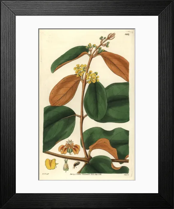 Framed Print : Golden-leaved chrysophylla, Heteropteris chrysophylla Framed Print : Golden-leaved chrysophylla, Heteropteris chrysophylla