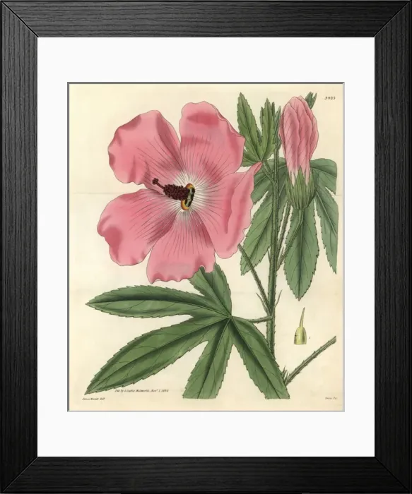 Framed Print : Splendid hibiscus, Hibiscus splendens Framed Print : Splendid hibiscus, Hibiscus splendens