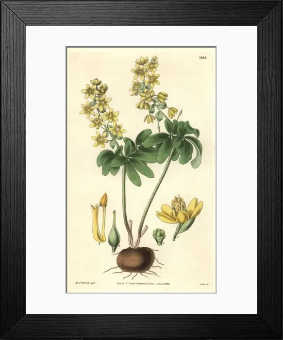 Framed Print : Altaic leontice, Leontice altaica or Gymnospermium altaicum Framed Print : Altaic leontice, Leontice altaica or Gymnospermium altaicum