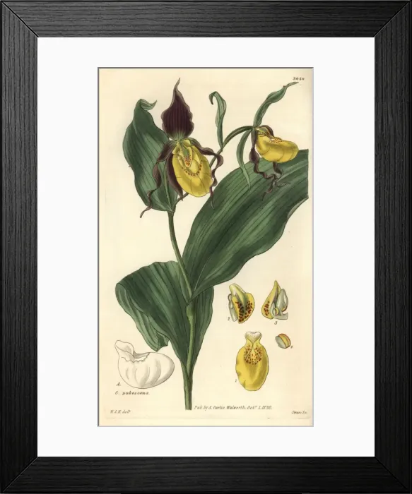 Framed Print : Lesser-flowered or greater yellow ladys slipper Framed Print : Lesser-flowered or greater yellow ladys slipper