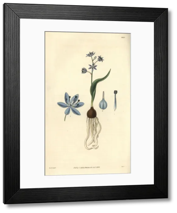 Framed Print : Dwarf squill, Scilla pumila Framed Print : Dwarf squill, Scilla pumila
