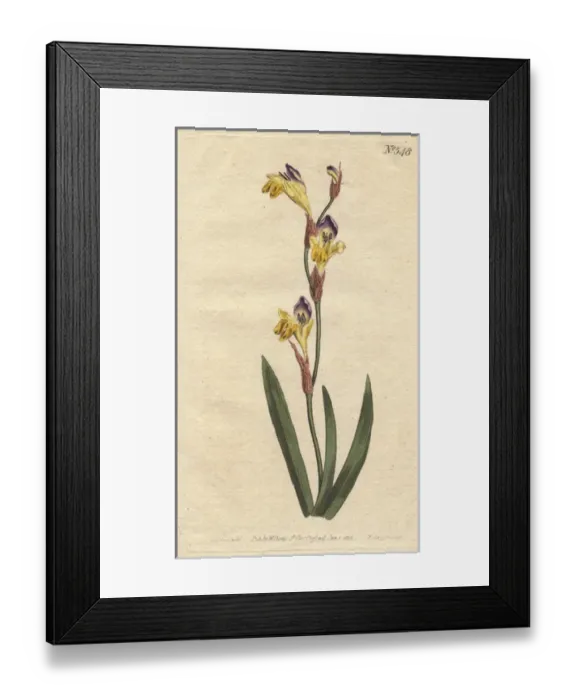 Framed Print : Ringent ixia with yellow, purple and brown Framed Print : Ringent ixia with yellow, purple and brown