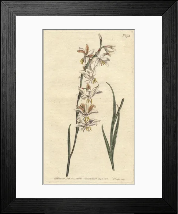 Framed Print : Nodding-flowered ixia with white, orange Framed Print : Nodding-flowered ixia with white, orange