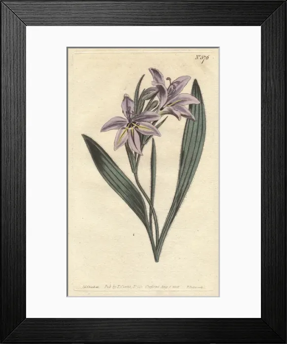 Framed Print : Sweet scented babiana with pale lilac flowers Framed Print : Sweet scented babiana with pale lilac flowers