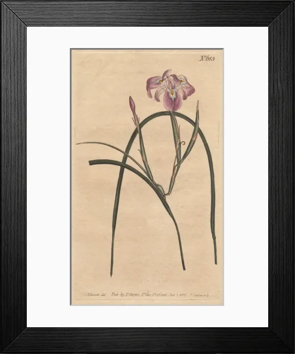Framed Print : Long-leaved moraea with pale lilac and blue Framed Print : Long-leaved moraea with pale lilac and blue
