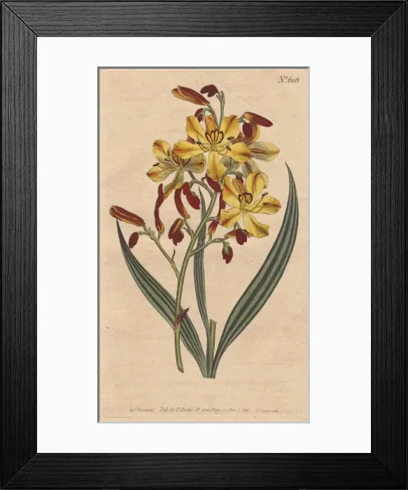 Framed Print : Panicled wachendorfia with vivid crimson Framed Print : Panicled wachendorfia with vivid crimson