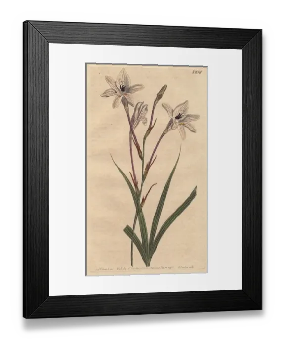 Framed Print : Long-tubed tritonia with pink stems and pink Framed Print : Long-tubed tritonia with pink stems and pink