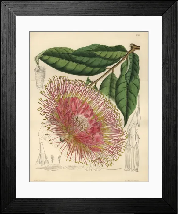 Framed Print : Brownea macrophylla, small tree native to New Grenada