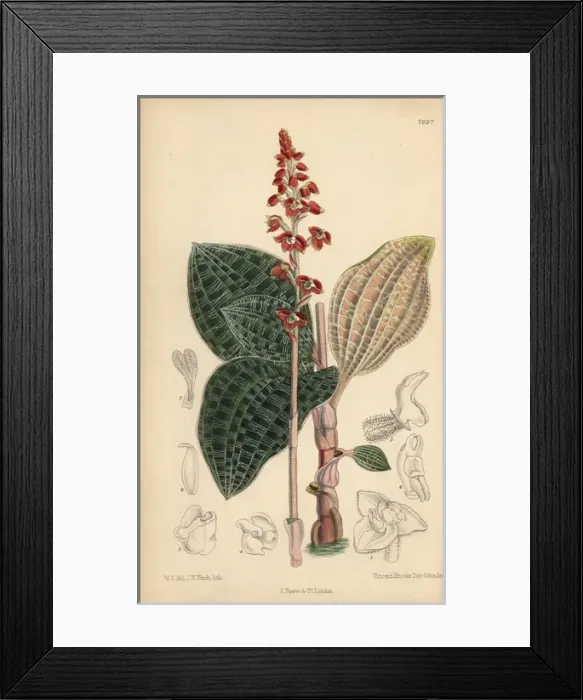 Framed Print : Macodes javanica, native of Java, Indonesia Framed Print : Macodes javanica, native of Java, Indonesia