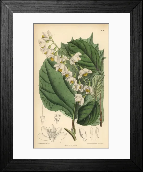 Framed Print : Styrax obassia, native of Japan and Korea Framed Print : Styrax obassia, native of Japan and Korea