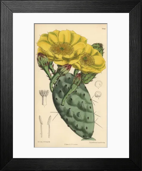 Framed Print : Opuntia rafinesquii, cactus with large yellow Framed Print : Opuntia rafinesquii, cactus with large yellow