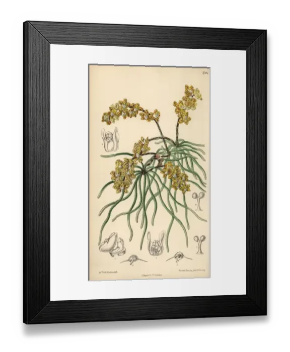 Framed Print : Sarcochilus luniferus, yellow orchid native to Burma Framed Print : Sarcochilus luniferus, yellow orchid native to Burma