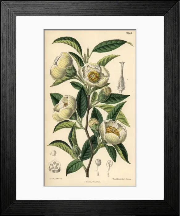 Framed Print : Stuartia pseudo-camellia, white flower native to Japan Framed Print : Stuartia pseudo-camellia, white flower native to Japan
