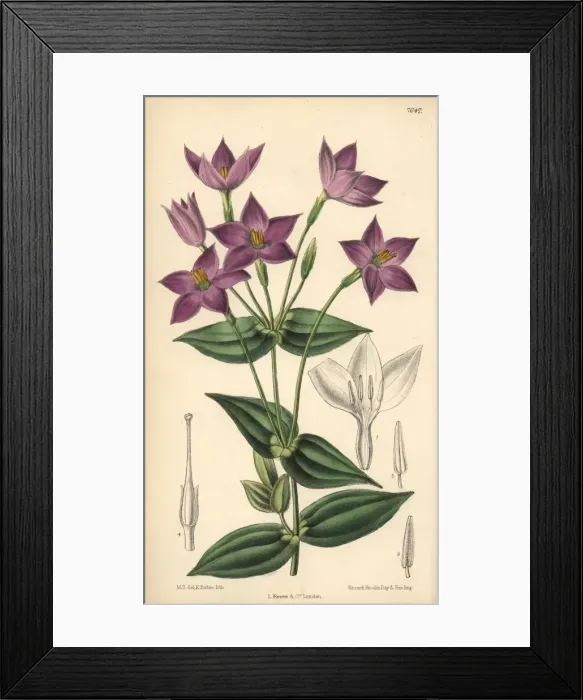 Framed Print : Chironia peduncularis, purple flower native to South Africa Framed Print : Chironia peduncularis, purple flower native to South Africa