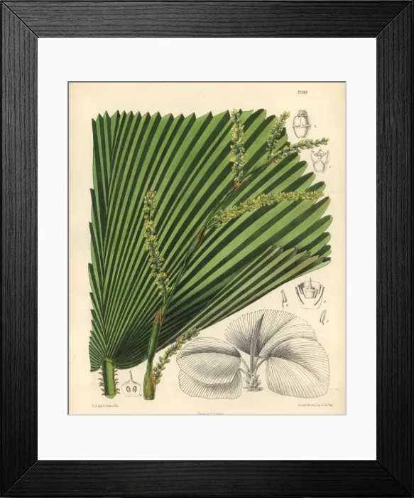 Framed Print : Licuala veitchii, palm with yellow flowers native to Borneo Framed Print : Licuala veitchii, palm with yellow flowers native to Borneo