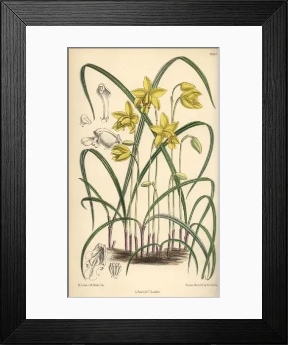 Framed Print : Spathoglottis ixioides, yellow orchid of Framed Print : Spathoglottis ixioides, yellow orchid of