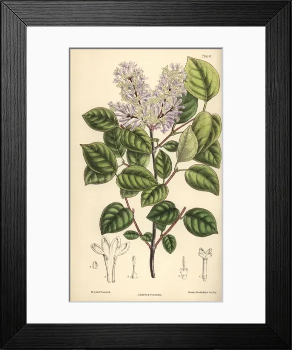 Framed Print : Syringa villosa, pale lilac flower from northern China Framed Print : Syringa villosa, pale lilac flower from northern China