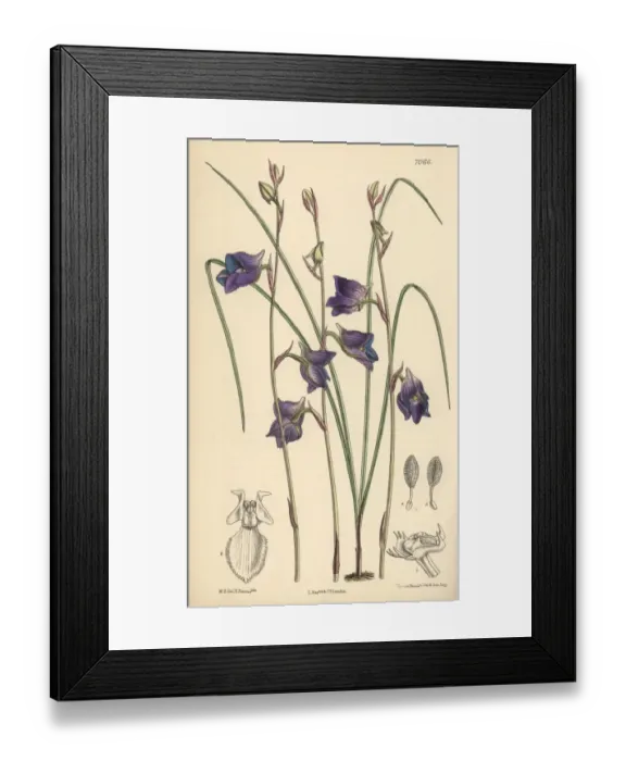 Framed Print : Disa lacera var multifida, blue orchid native Framed Print : Disa lacera var multifida, blue orchid native