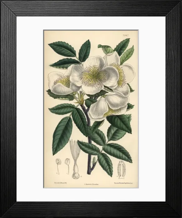 Framed Print : Eucryphia pinnatifolia, white flowered shrub native to Chile Framed Print : Eucryphia pinnatifolia, white flowered shrub native to Chile