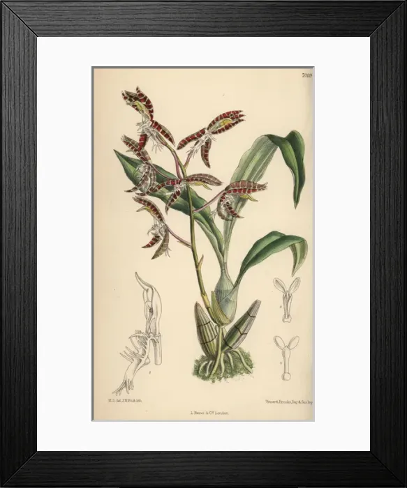 Framed Print : Catasetum garnettianum, orchid native to the Amazon river Framed Print : Catasetum garnettianum, orchid native to the Amazon river