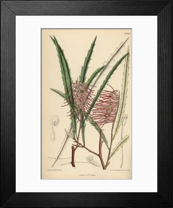 Framed Print : Grevillea aspleniifolia, pink evergreen plant Framed Print : Grevillea aspleniifolia, pink evergreen plant