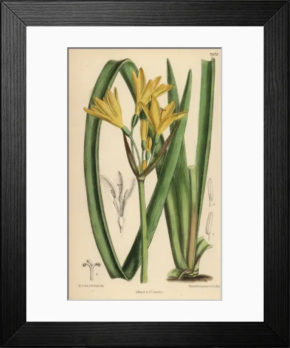 Framed Print : Anoiganthus breviflorus, yellow lily native Framed Print : Anoiganthus breviflorus, yellow lily native