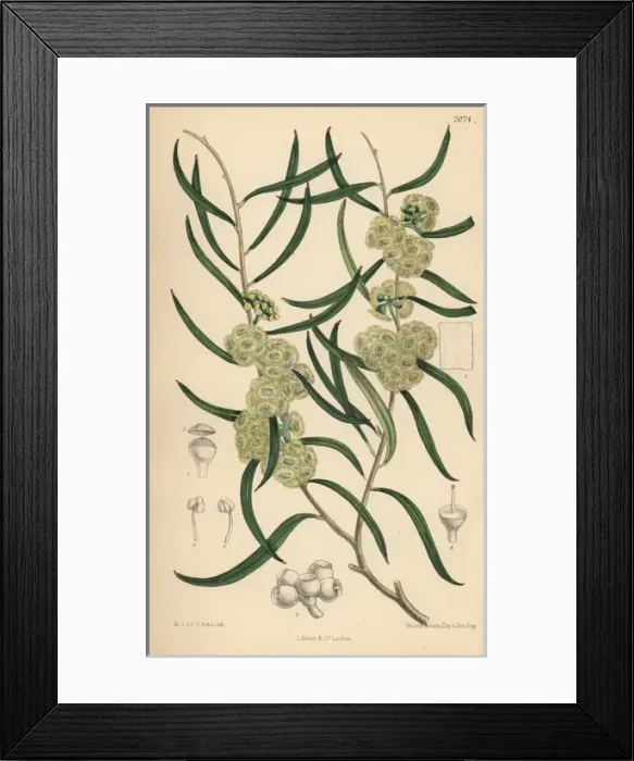 Framed Print : Eucalyptus stricta, native of New South Wales, Australia Framed Print : Eucalyptus stricta, native of New South Wales, Australia