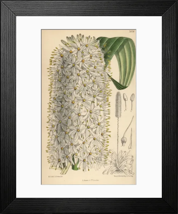 Framed Print : Eremurus himalaicus, white foxtail lily from the Himalayas Framed Print : Eremurus himalaicus, white foxtail lily from the Himalayas
