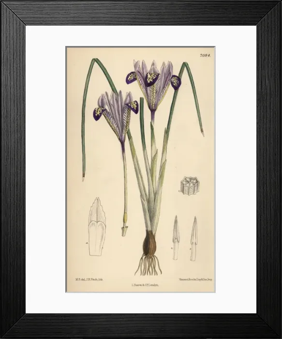 Framed Print : Iris bakeriana, violet-flowered iris native to Armenia Framed Print : Iris bakeriana, violet-flowered iris native to Armenia