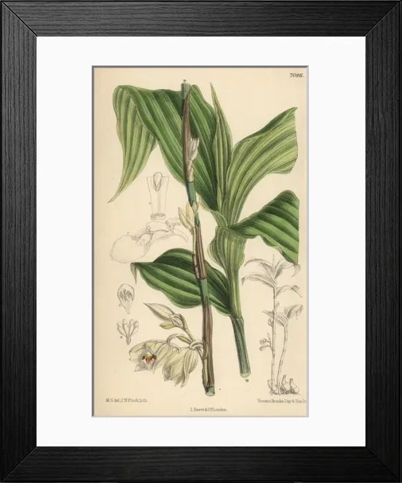 Framed Print : Phajus pauciflorus, white orchid native to Java Framed Print : Phajus pauciflorus, white orchid native to Java