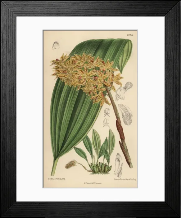 Framed Print : Xylobium leontoglossum, spotted orchid native Framed Print : Xylobium leontoglossum, spotted orchid native