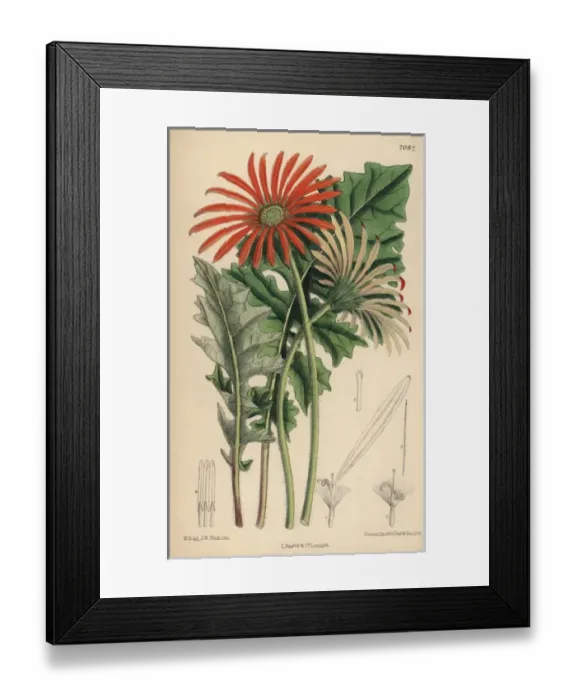 Framed Print : Gerbera jamesoni, orange flower native to the Transvaal Framed Print : Gerbera jamesoni, orange flower native to the Transvaal