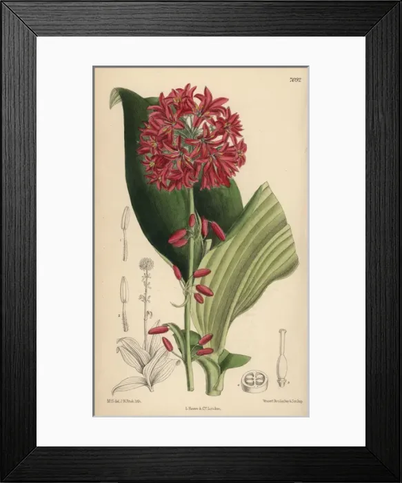 Framed Print : Clintonia andrewsiana, bead lily native to California Framed Print : Clintonia andrewsiana, bead lily native to California