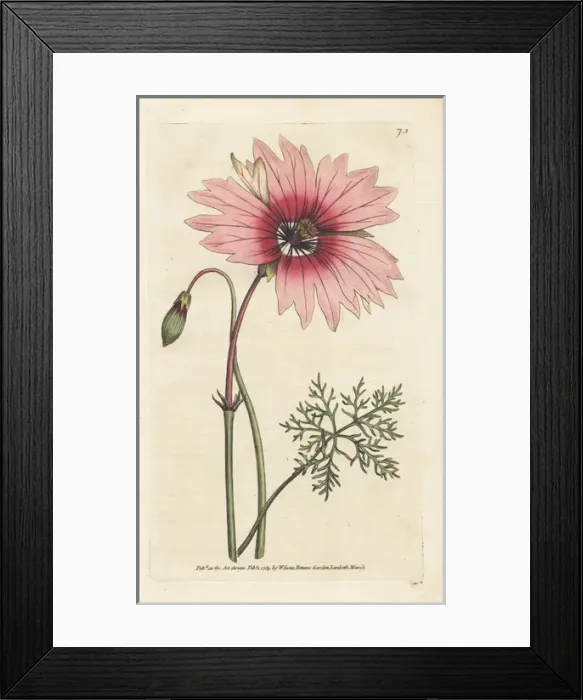 Framed Print : Large-flower d monsonia with pale pink Framed Print : Large-flower d monsonia with pale pink