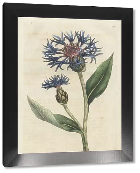 Greater blue bottle or perennial cornflower