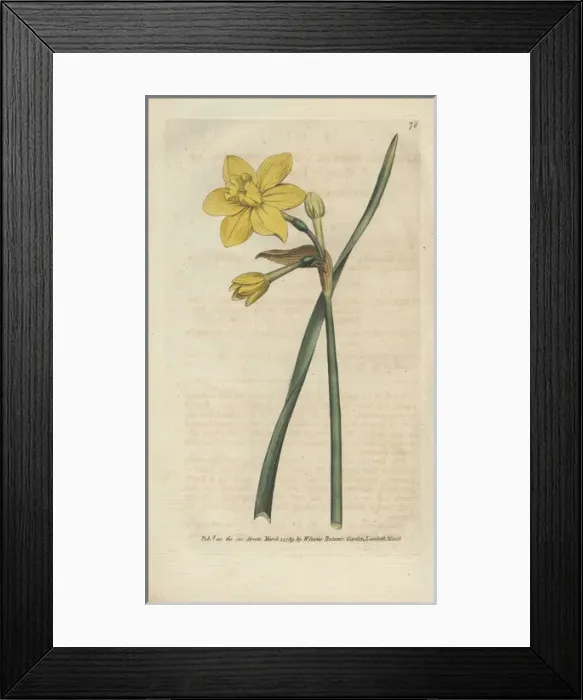 Framed Print : Sweet-scented jonquil, Narcissus odorus Framed Print : Sweet-scented jonquil, Narcissus odorus