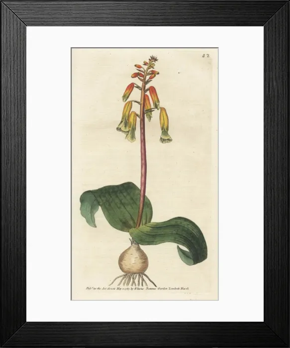 Framed Print : Three-coloured opal flower, Lachenalia aloides Framed Print : Three-coloured opal flower, Lachenalia aloides
