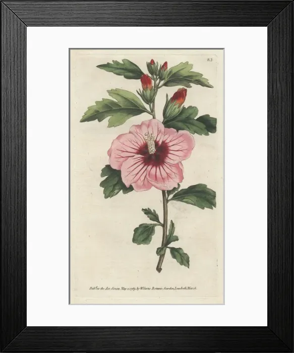 Framed Print : Syrian hibiscus, Hibiscus syriacus Framed Print : Syrian hibiscus, Hibiscus syriacus