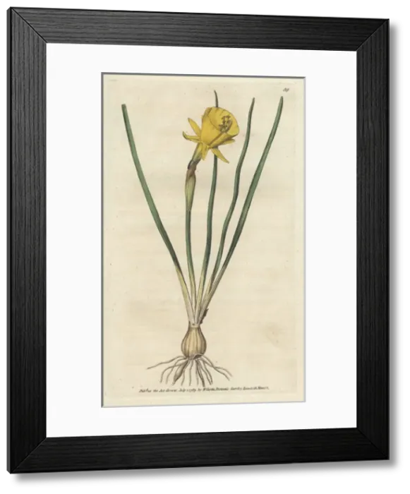 Framed Print : Hoop petticoat narcissus, Narcissus bulbocodium Framed Print : Hoop petticoat narcissus, Narcissus bulbocodium