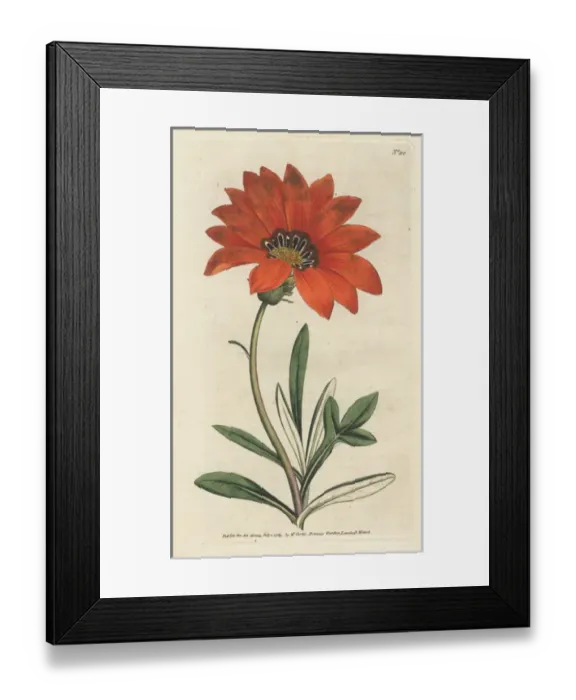 Framed Print : Rigid leaved gorteria, Gazania rigens Framed Print : Rigid leaved gorteria, Gazania rigens